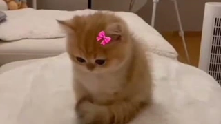 لینک کپشنಥ_ಥ
