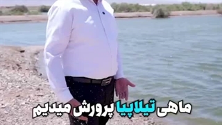 پرورش ماهی تیلاپیا در یزد