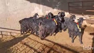 بز قشقایی شاه اصفهان؛ معرفی نژاد برتر | آقای نوذری، ایران ماستیف | 09139165654