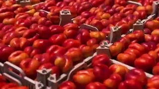 سردخانه