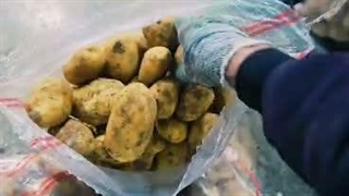 خرید و فروش و صادرات سیب زمینی و پیاز پناهپوری در اصفهان