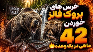 این خرس در یک وعده ۴۲ ماهی خورد!