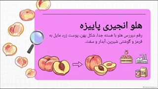 بررسی شرایط کاشت و خرید نهال هلو انجیری پاییزه