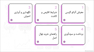 نهال آلبالو گیسی؛ بررسی شرایط کاشت و خرید نهال