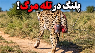 ۱۰ تا از بدترین اتفاقاتی که ممکن بود برای یک پلنگ بیفتد!