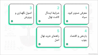 راهنمای جامع کاشت و خرید نهال صنوبر کبود سیاه تبریزی