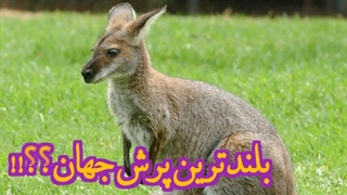 خفن ترین پرش حیوانات مال کانگورو هست یا نه؟!