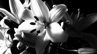 اغوش گمشده؛