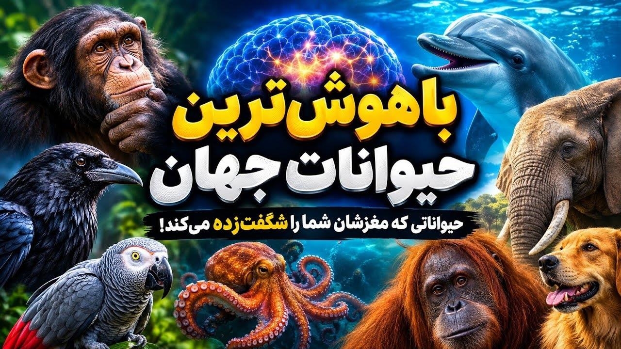 باهوش ترین حیوانات جهان؛ حیواناتی که مغزشان شما را شگفت زده می کند!