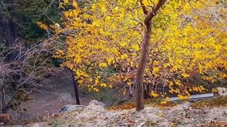 سرم بازار