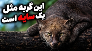 جگواروندی؛ یوزپلنگی که شبیه یوزپلنگ نیست!